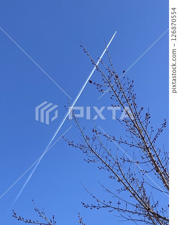 樹枝和尾跡延伸到藍色的冬天天空 126870554