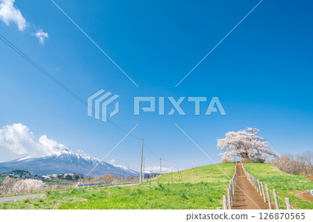 岩手縣八幡平市一棵盛開的櫻花樹映襯著藍天 岩手縣八幡平市一棵盛開的櫻花樹映襯著藍天 126870565