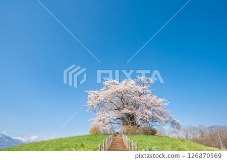 "Iwate Prefecture" A single cherry tree in full bloom against the blue sky, Hachimantai City 126870569
