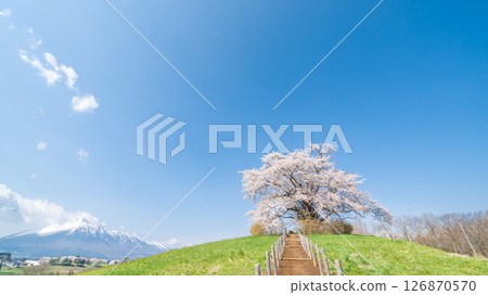 "Iwate Prefecture" A single cherry tree in full bloom against the blue sky, Hachimantai City 126870570