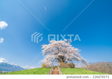 "Iwate Prefecture" A single cherry tree in full bloom against the blue sky, Hachimantai City 126870571