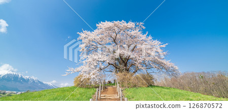 "Iwate Prefecture" A single cherry tree in full bloom against the blue sky, Hachimantai City 126870572