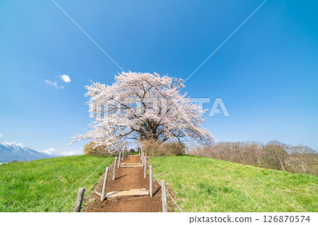 岩手縣八幡平市一棵盛開的櫻花樹映襯著藍天 岩手縣八幡平市一棵盛開的櫻花樹映襯著藍天 126870574