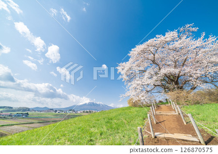 岩手縣八幡平市一棵盛開的櫻花樹映襯著藍天 126870575