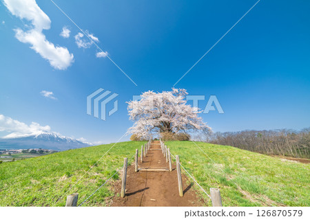 岩手縣八幡平市一棵盛開的櫻花樹映襯著藍天 126870579