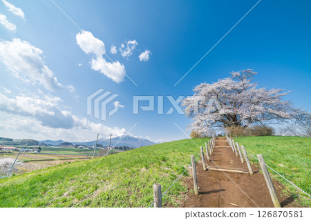 岩手縣八幡平市一棵盛開的櫻花樹映襯著藍天 126870581