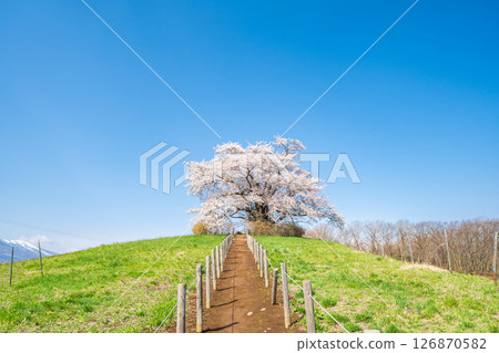 岩手縣八幡平市一棵盛開的櫻花樹映襯著藍天 岩手縣八幡平市一棵盛開的櫻花樹映襯著藍天 126870582
