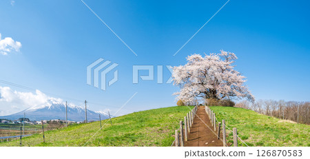 岩手縣八幡平市一棵盛開的櫻花樹映襯著藍天 岩手縣八幡平市一棵盛開的櫻花樹映襯著藍天 126870583
