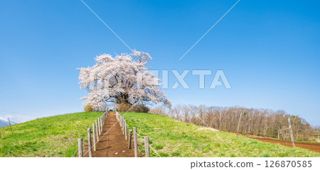 岩手縣八幡平市一棵盛開的櫻花樹映襯著藍天 岩手縣八幡平市一棵盛開的櫻花樹映襯著藍天 126870585