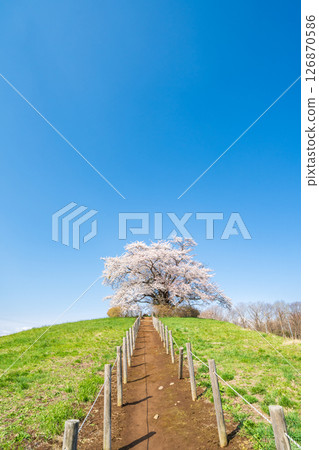 岩手縣八幡平市一棵盛開的櫻花樹映襯著藍天 126870586