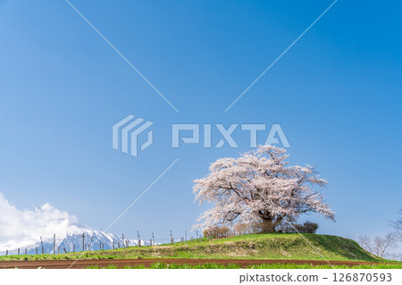 岩手縣八幡平市一棵盛開的櫻花樹映襯著藍天 岩手縣八幡平市一棵盛開的櫻花樹映襯著藍天 126870593
