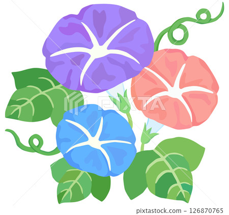Colorful morning glory illustration vector material 126870765