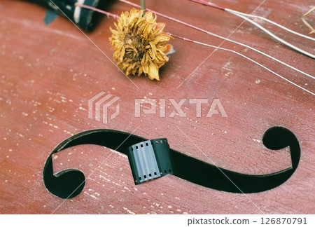 Abandoned cello and withered dahlia flower Abandoned cello and withered dahlia flower 126870791