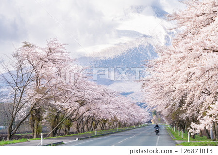 "Iwate Prefecture" A row of cherry blossom trees in full bloom, backed by the majestic Mount Iwate, Hachimantai City 126871013