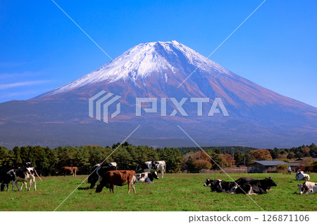 靜岡縣富士宮市朝霧高原牧場的奶牛和富士山的壯麗景色 126871106
