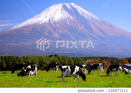 Cows from Asagiri Kogen Ranch and the majestic view of Mt. Fuji, Fujinomiya City, Shizuoka Prefecture 126871111