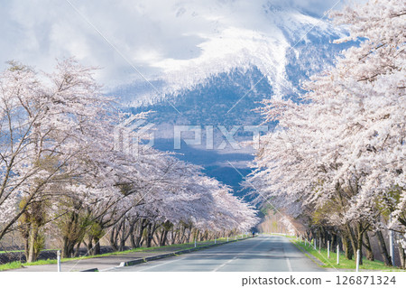 "Iwate Prefecture" A row of cherry blossom trees in full bloom, backed by the majestic Mount Iwate, Hachimantai City "Iwate Prefecture" A row of cherry blossom trees in full bloom, backed by the majestic Mount Iwate, Hachimantai City 126871324