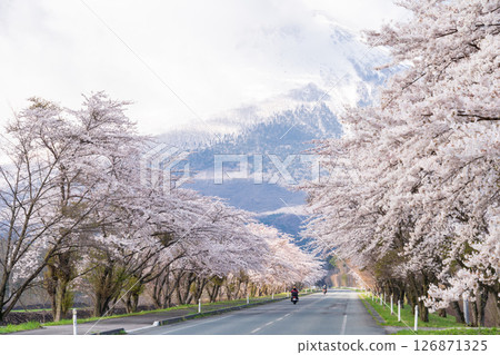 "Iwate Prefecture" A row of cherry blossom trees in full bloom, backed by the majestic Mount Iwate, Hachimantai City 126871325