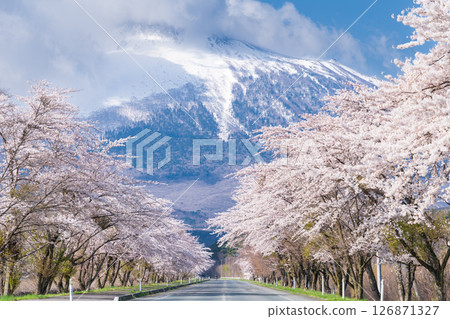 岩手縣八幡平市，背靠雄偉的岩手山，盛開的櫻花樹 126871327