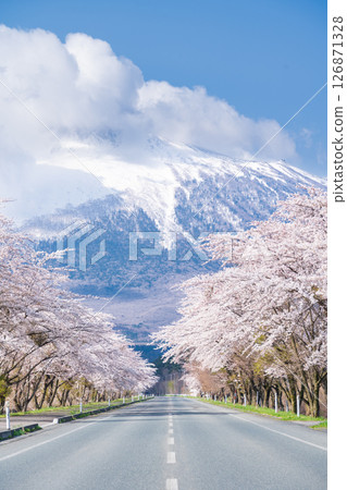岩手縣八幡平市，背靠雄偉的岩手山，盛開的櫻花樹 126871328