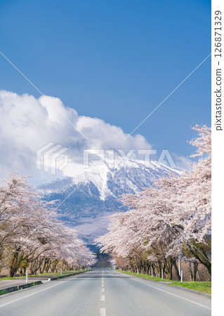 "Iwate Prefecture" A row of cherry blossom trees in full bloom, backed by the majestic Mount Iwate, Hachimantai City 126871329