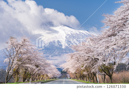 岩手縣八幡平市，背靠雄偉的岩手山，盛開的櫻花樹 126871330