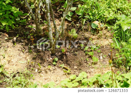 Photo of fertilizing blueberry trees Photo of fertilizing blueberry trees 126871333