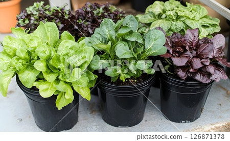 Vibrant Potted Lettuce Varieties Displayed in Black Containers, Vibrant Potted Lettuce Varieties Displayed in Black Containers, 126871378