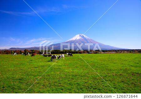 靜岡縣富士宮市朝霧高原牧場的奶牛和富士山的壯麗景色 126871644