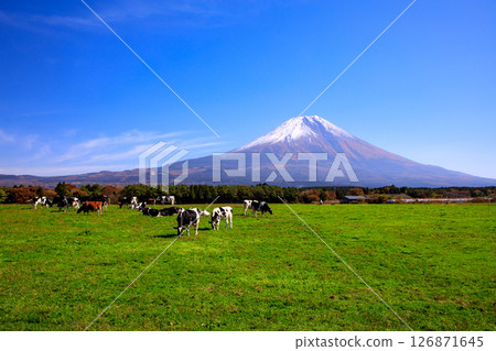 Cows from Asagiri Kogen Ranch and the majestic view of Mt. Fuji, Fujinomiya City, Shizuoka Prefecture 126871645