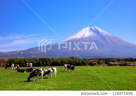 靜岡縣富士宮市朝霧高原牧場的奶牛和富士山的壯麗景色 126871646