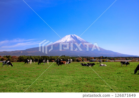 靜岡縣富士宮市朝霧高原牧場的奶牛和富士山的壯麗景色 靜岡縣富士宮市朝霧高原牧場的奶牛和富士山的壯麗景色 126871649