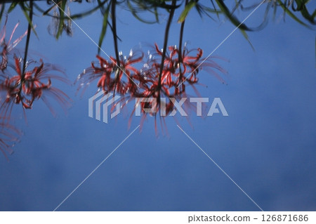 回憶水面上搖曳的紅花 回憶水面上搖曳的紅花 126871686