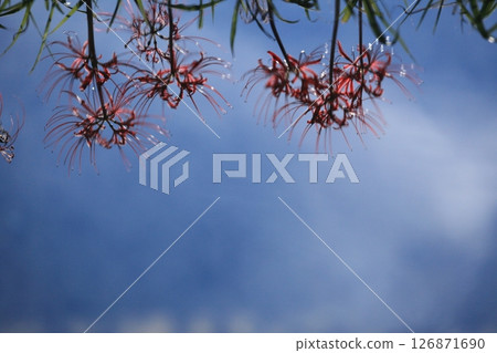 A memory of red spider lilies swaying on the water's surface 126871690