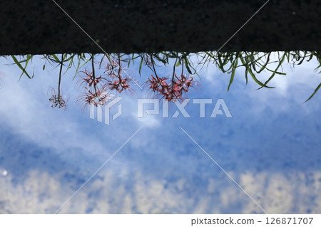 回憶水面上搖曳的紅花 回憶水面上搖曳的紅花 126871707