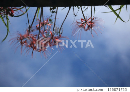 回憶水面上搖曳的紅花 126871733