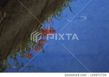 回憶水面上搖曳的紅花 回憶水面上搖曳的紅花 126871739