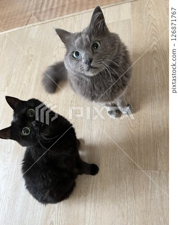 Cat Black Cat Kitten Pet 126871767