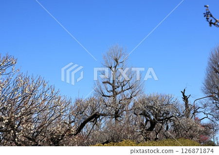 Plum grove at Hanegi Park in Setagaya, Tokyo 126871874