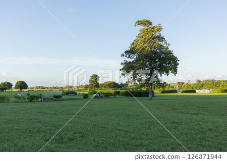 [Japan] Trees standing in a green plaza on the bank of the Edogawa River in Katsushika Ward, Tokyo, and a clear evening sky 126871944