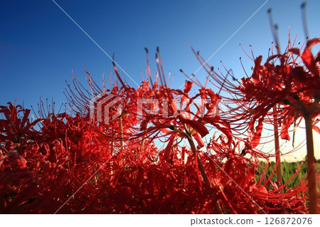 在黃昏的群集孤挺花 在黃昏的群集孤挺花 126872076