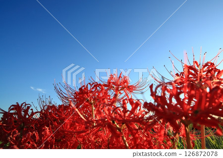 A cluster amaryllis in dusk A cluster amaryllis in dusk 126872078