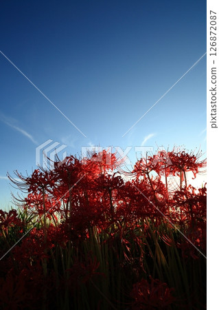 在黃昏的群集孤挺花 126872087