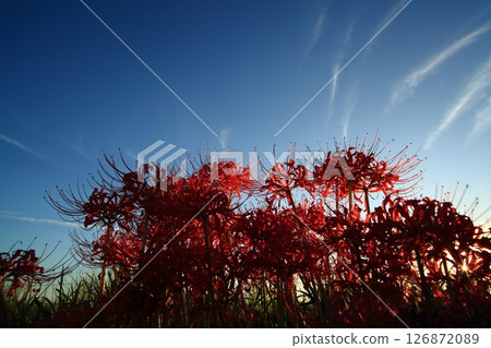 A cluster amaryllis in dusk 126872089