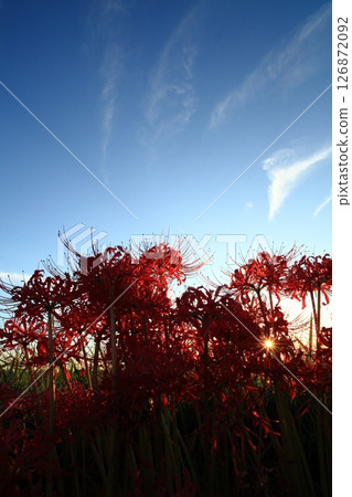 A cluster amaryllis in dusk A cluster amaryllis in dusk 126872092
