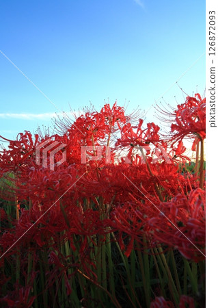 A cluster amaryllis in dusk 126872093
