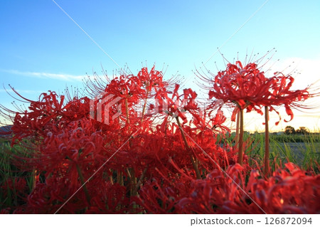 A cluster amaryllis in dusk A cluster amaryllis in dusk 126872094