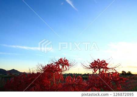 A cluster amaryllis in dusk 126872095