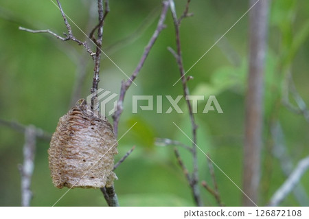 Praying mantis egg sac attached to a thin branch Praying mantis egg sac attached to a thin branch 126872108