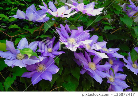 籬笆上盛開的紫色鐵線蓮花 126872417